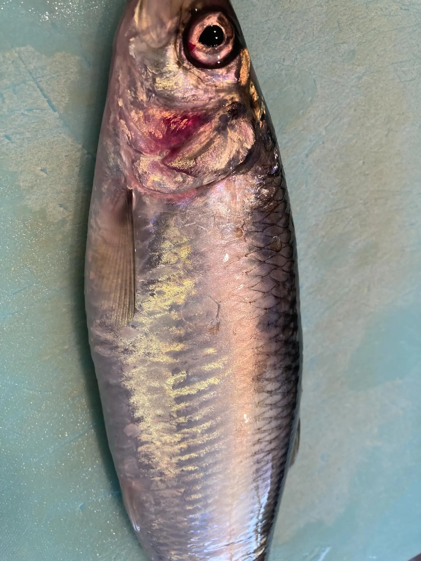 さかなの木7月25日のメニューです。