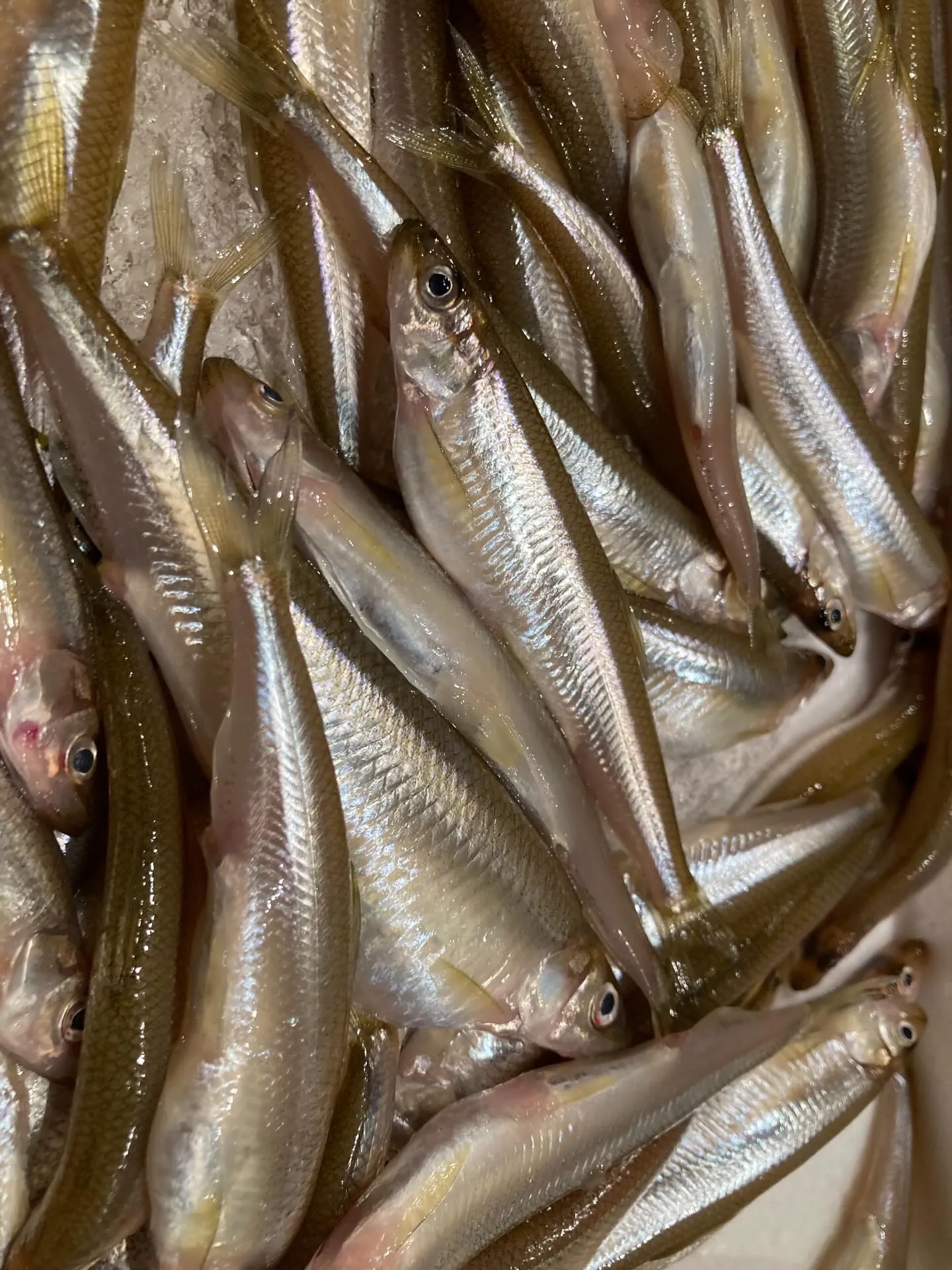 さかなの木12月1日のメニューです。